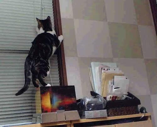 宿命再续！韩国乒球鏖战德国，波尔能否粉碎太极虎神话？