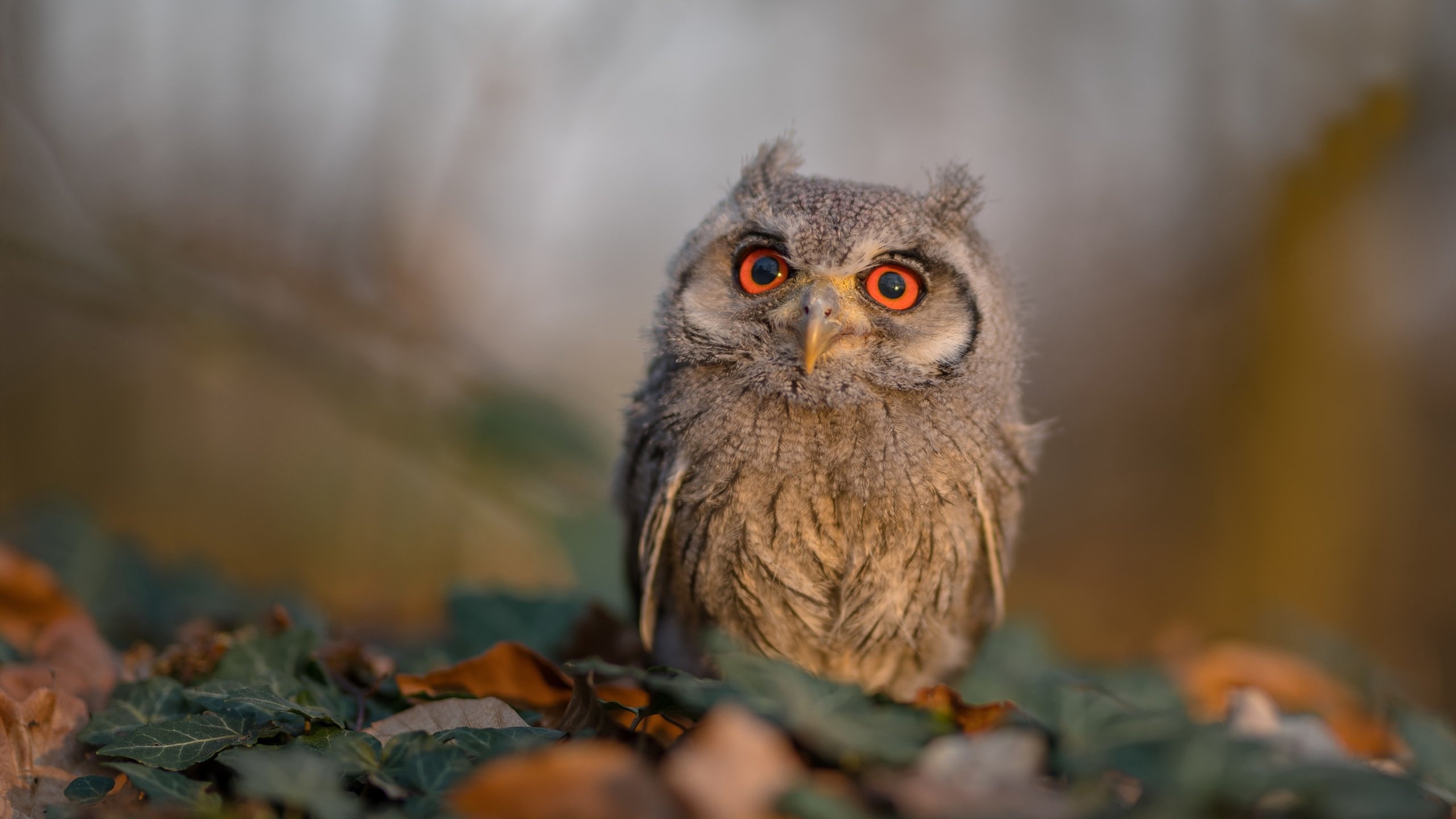 爱游戏APP-波尔单骑救主，波兰绝境逆袭