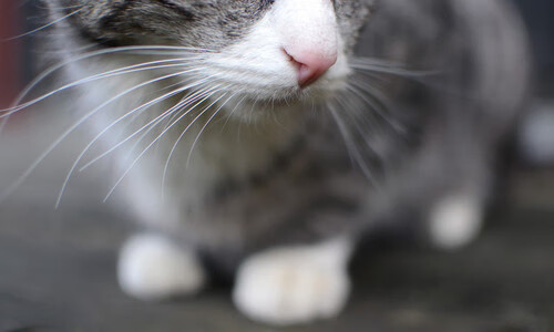 东方羽翼与西方铁骑,不同的逆转,相同的体育精神