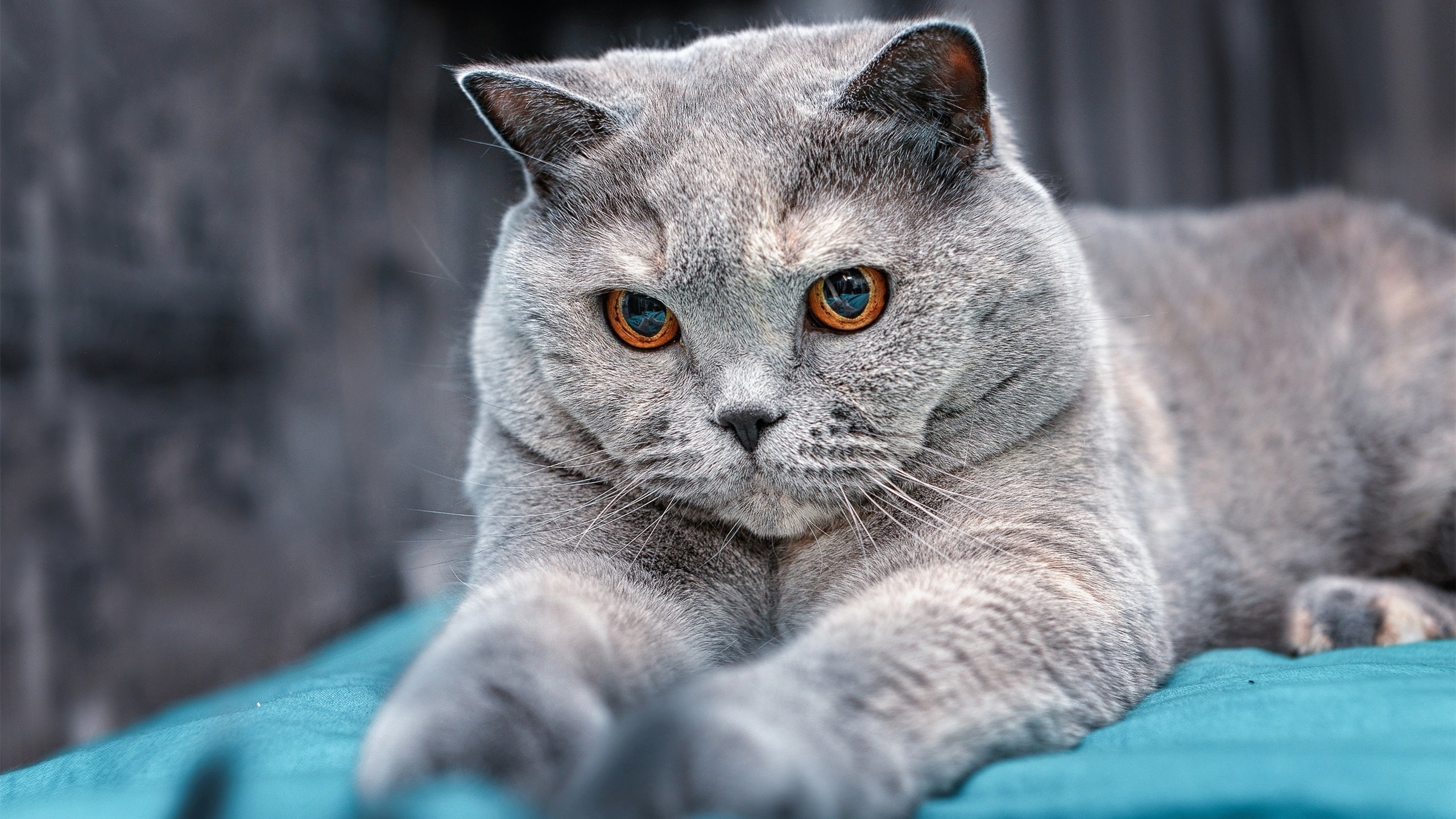 格列兹曼的量子涨落，当巴西10号遇见挪威铁壁