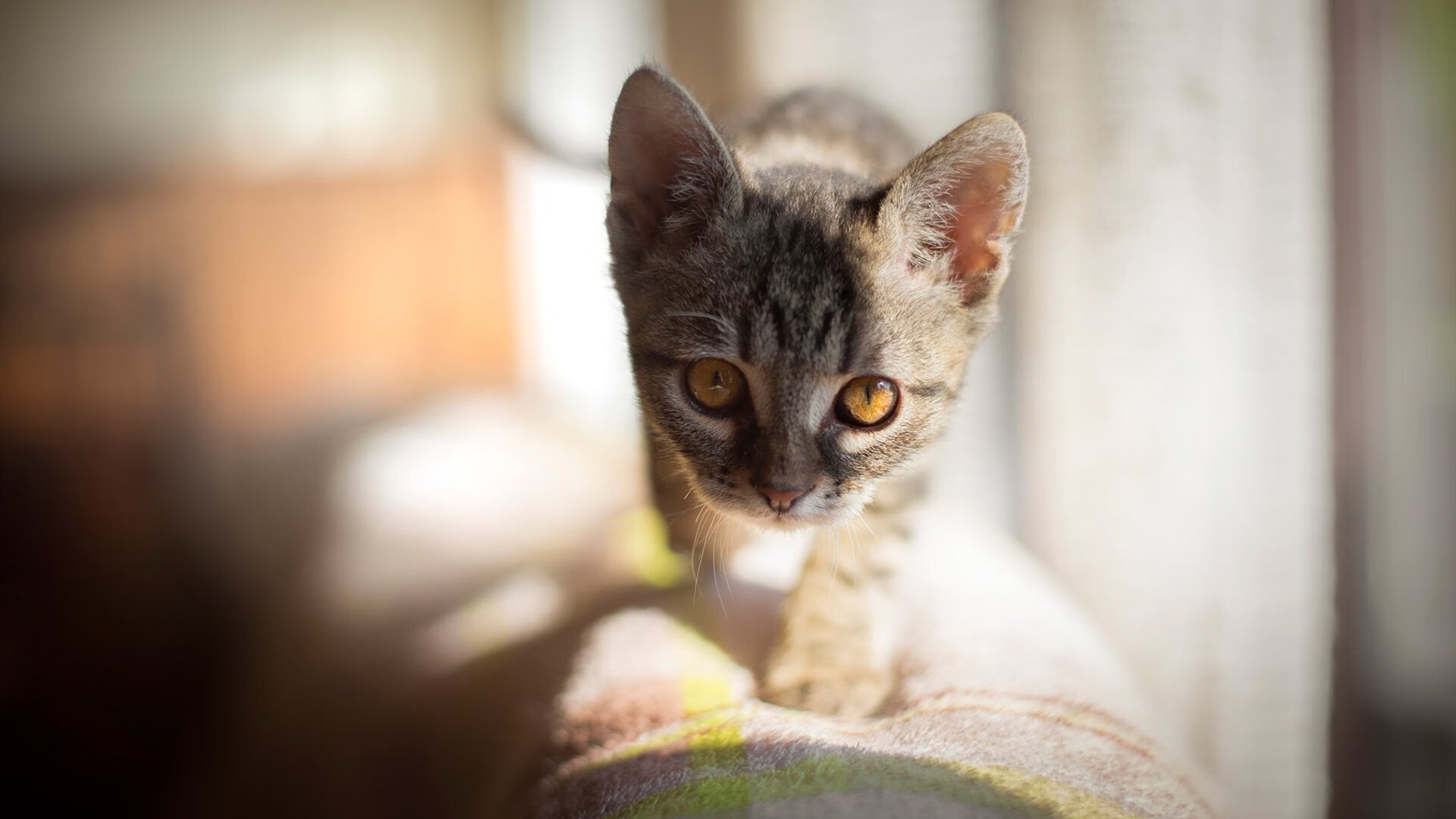 掘金强势横扫国王，总决赛焦点战铸就新王朝