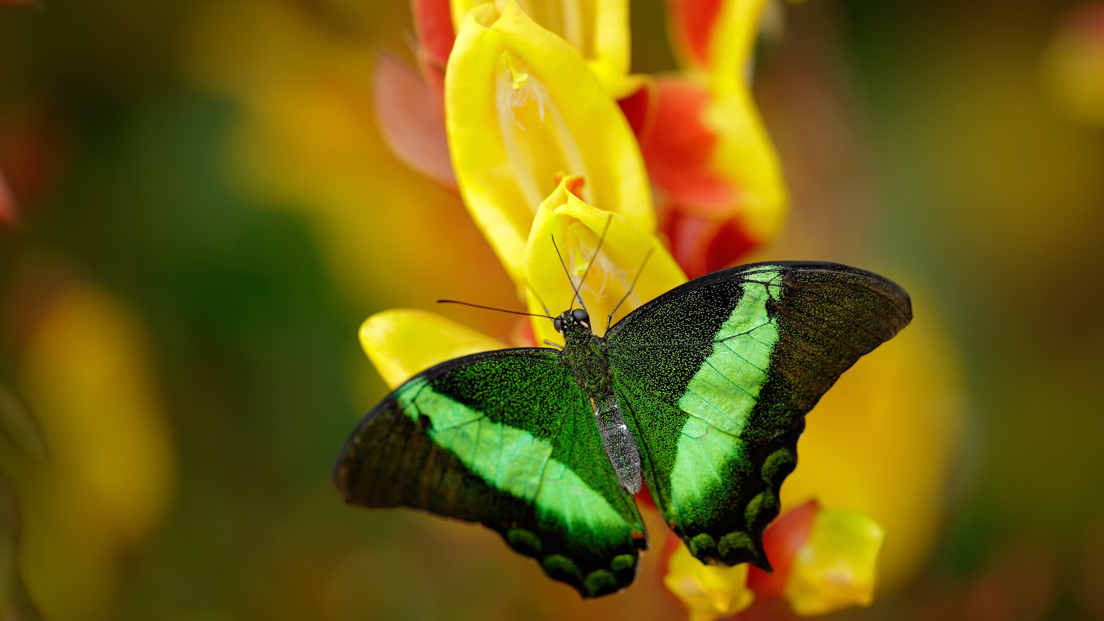 爱游戏大厅-当汉密尔顿如字母哥附体，引擎咆哮中，何谓真正的无解？