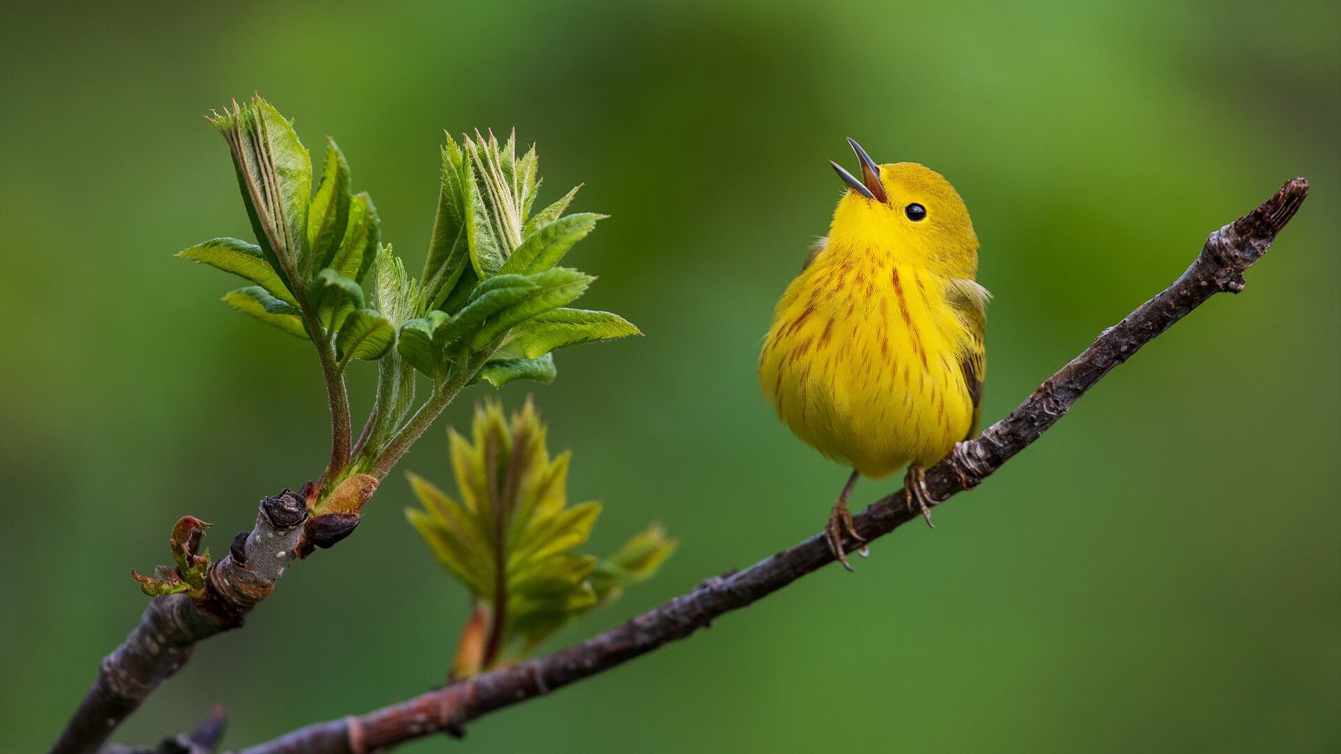 爱游戏入口-史诗级统治！恩比德从禁区到三分线的全方位碾压，76人争冠拼图完整
