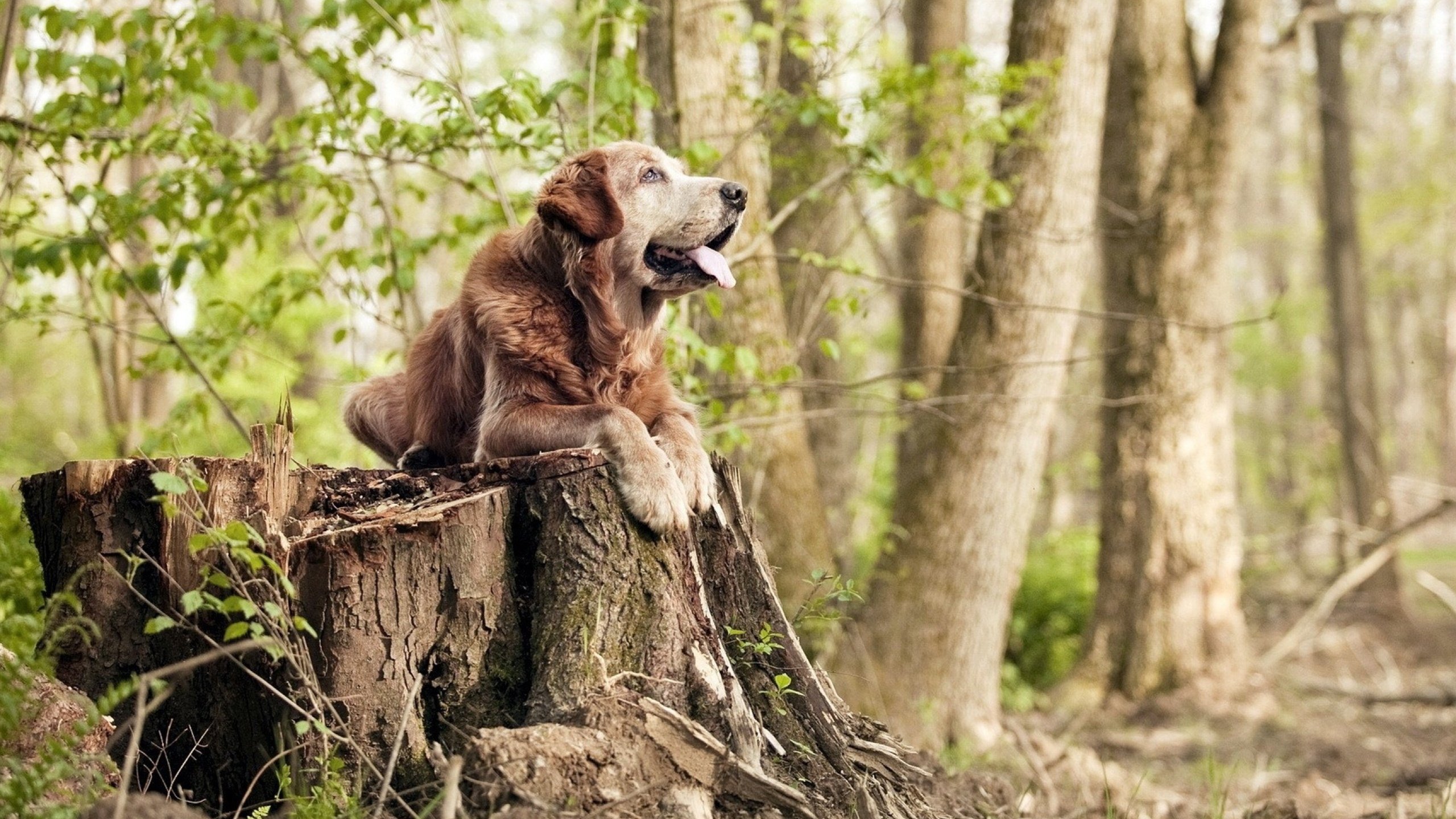 逆转与接管，莱比锡红牛与阿劳霍的生死时刻，体育精神的跨界共鸣