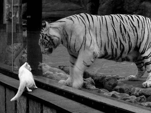 唯一性的交响,国王雄鹿的制霸与福克斯的德甲接管