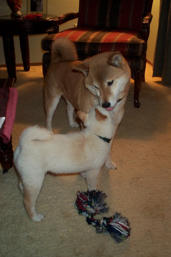 单兵制造杀伤难敌集团火力！班凯罗孤掌难鸣，辽宁队全面压制魔术