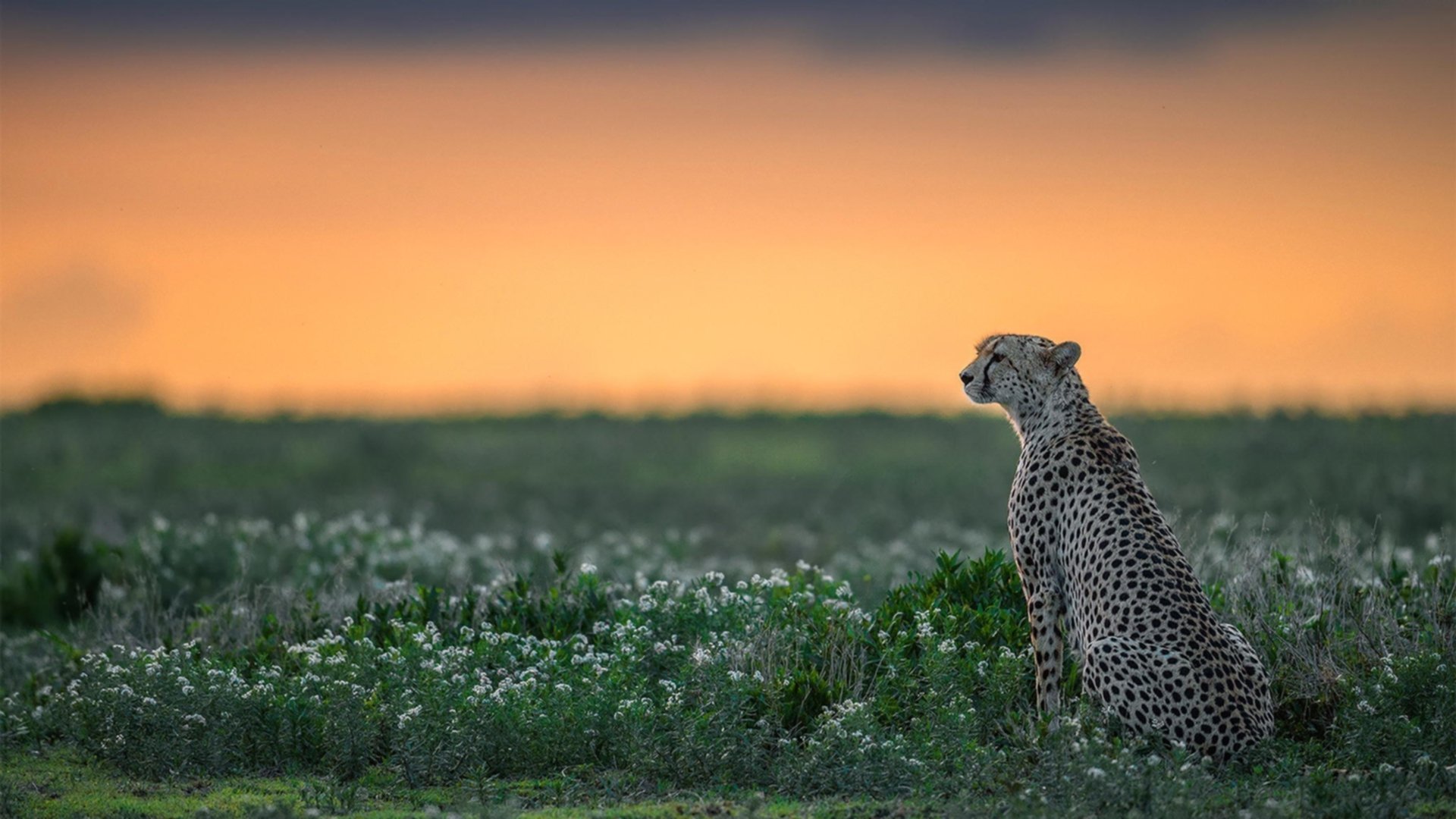 绿茵场上的马刺式胜利，从意甲焦点战看体系如何全面压制天赋