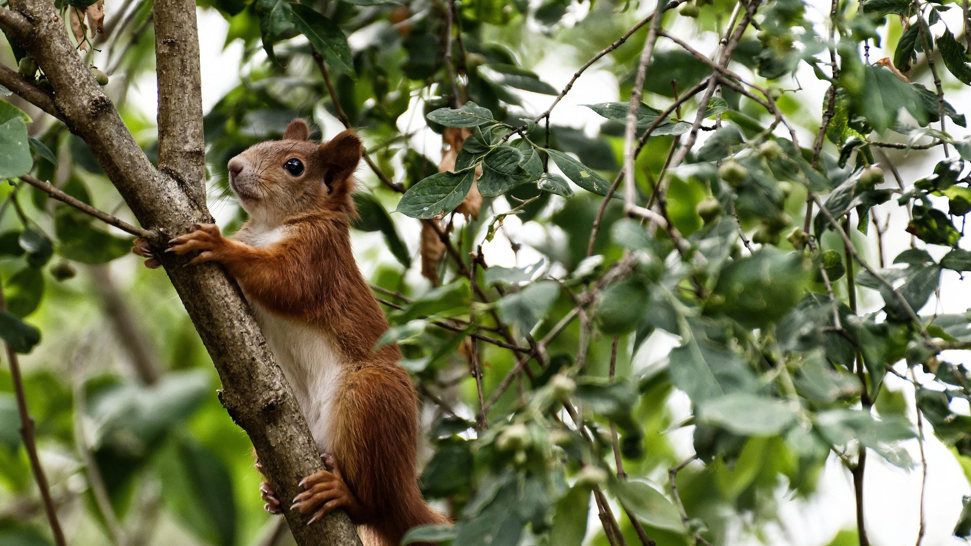 哈利伯顿狂轰生涯首个30+20！他导演的交响乐，让凤凰城黯然无光