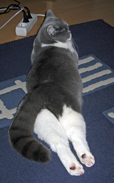 魔术师之咒，乔治率队起舞，奥兰多铁壁封杀洛城星光