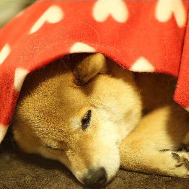 欧洲红魔的绿茵迷局与亚平宁的篮球狂想曲，当胜利的基因跨越赛场边界