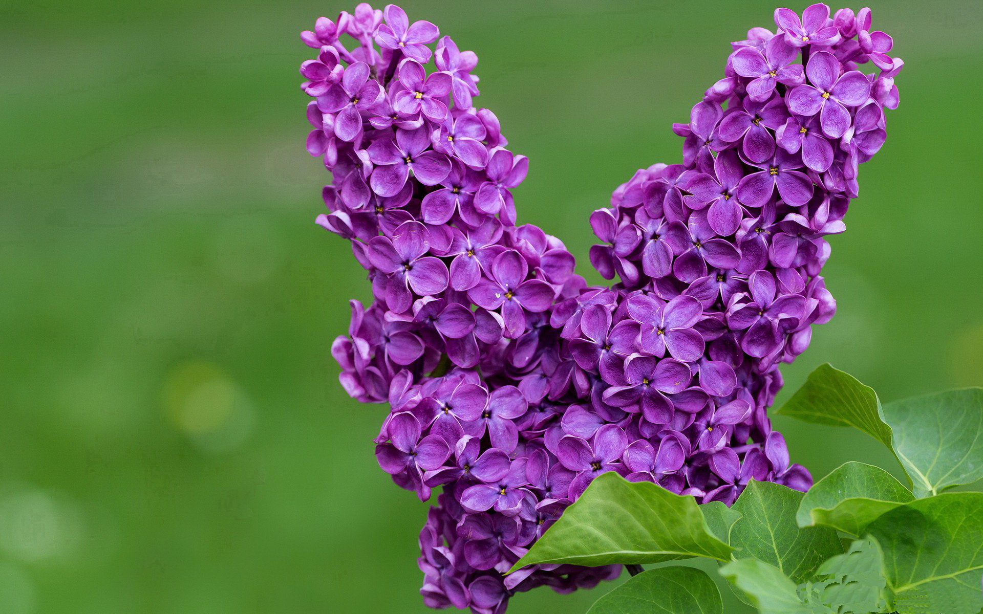 黄蜂刺穿苹果城，爱德华兹的三记致命毒刺