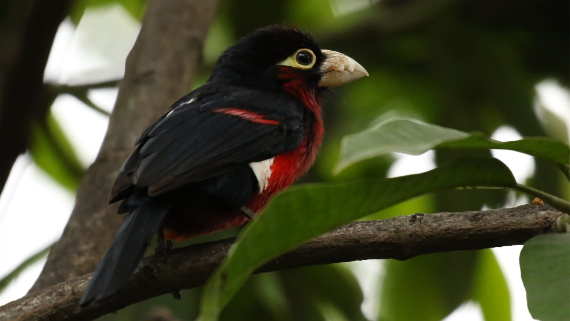 桑巴之魂觉醒！3-2史诗逆转，莱奥成红魔梦剧场破晓者