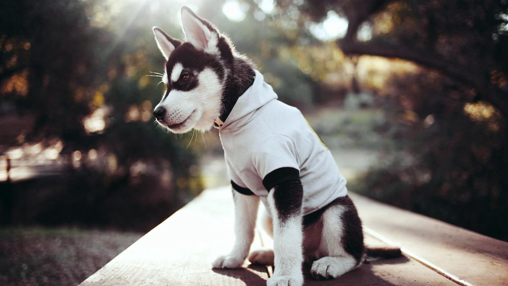 阿克不掉线,当巴西队的Wi-Fi信号在加时赛满格