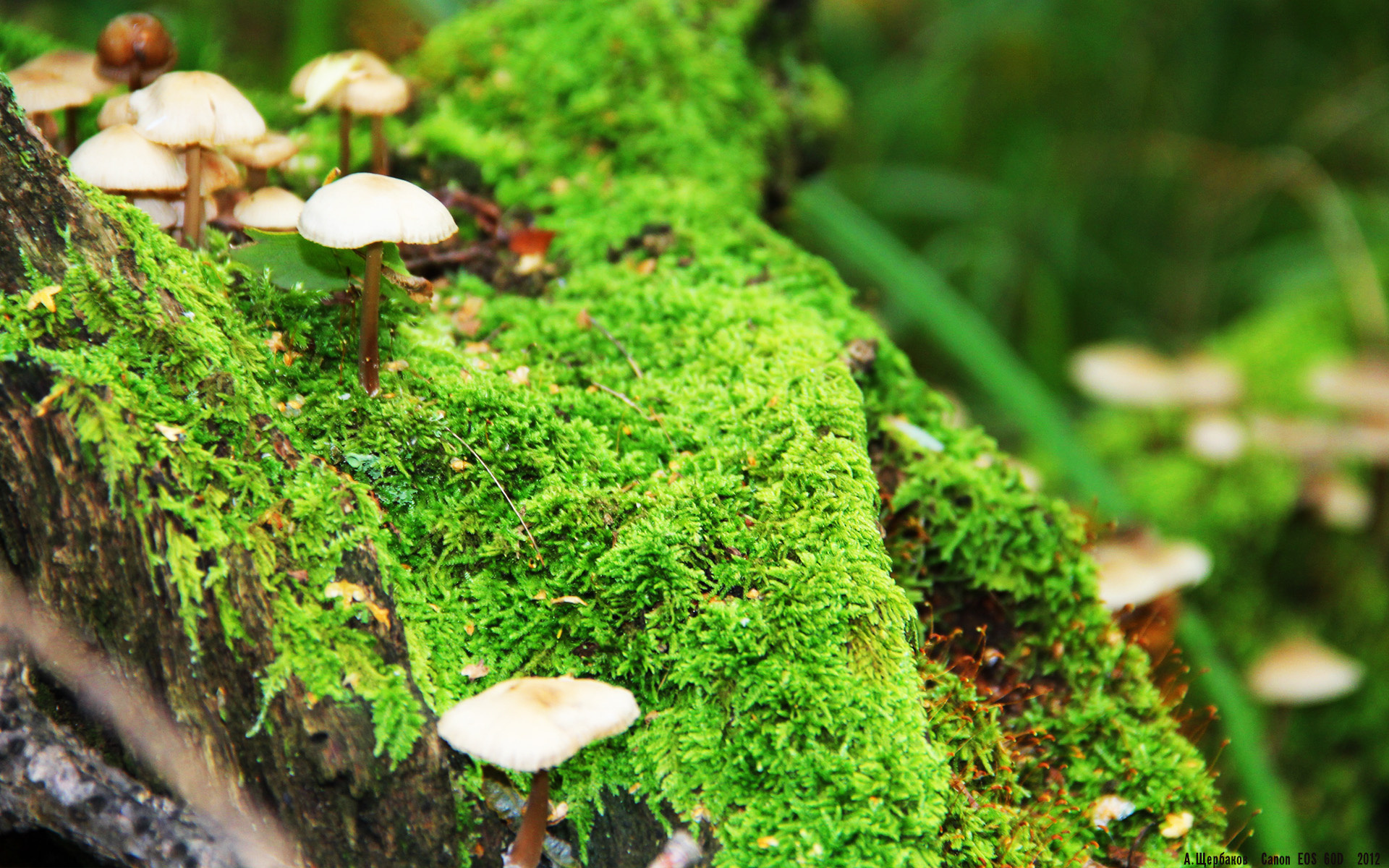 意甲烽火启示录，当公牛跨越大洋掀翻凯尔特人