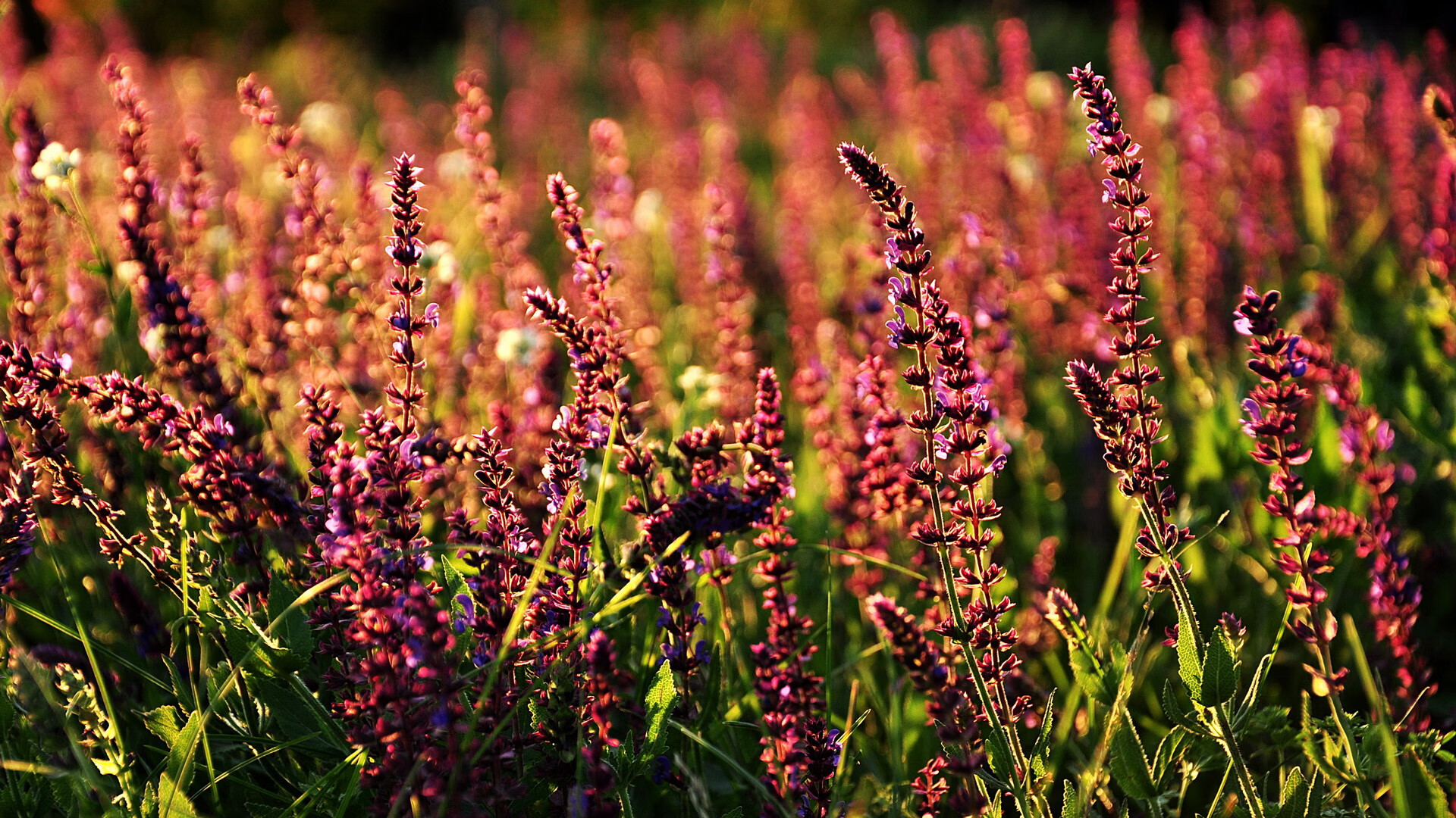 一场绝杀背后的三重刻度,当NBA的血脉与奥运的脉搏共振