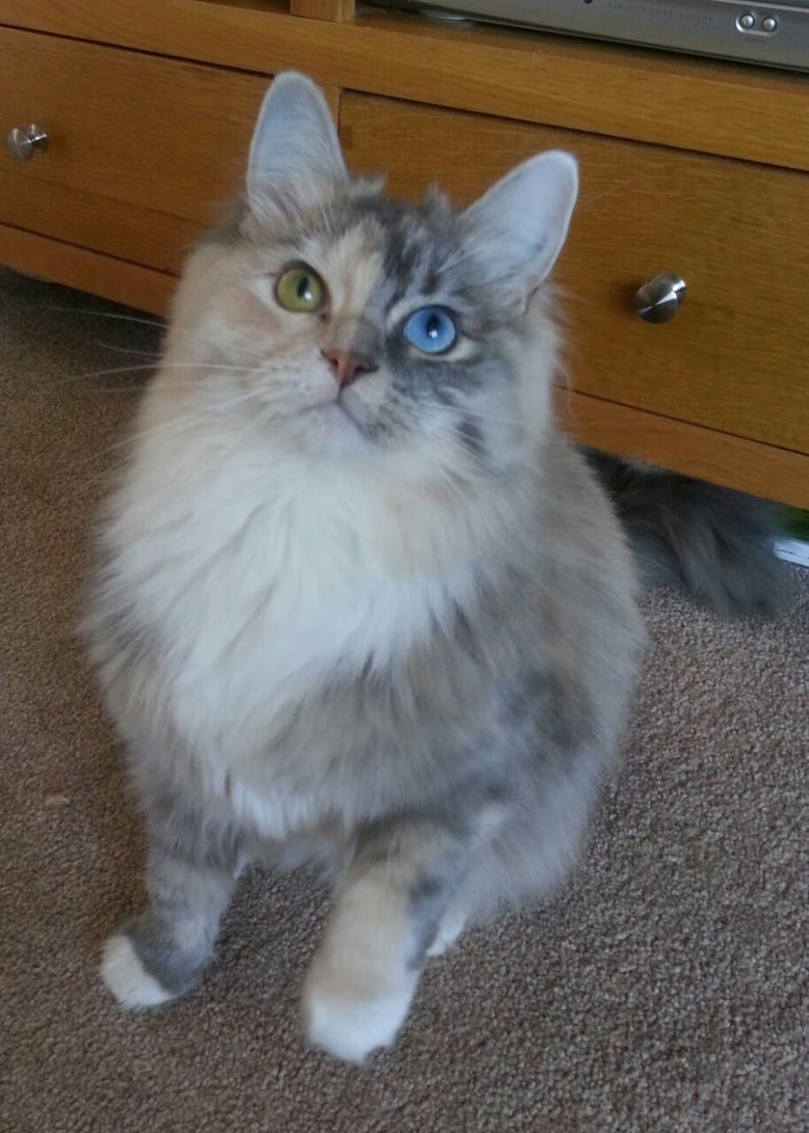 爱游戏tv-当东方巨龙遇见铁血骑士，一场载入史册的跨洲际对决